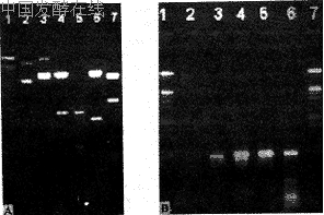 52-2.gif (12559 bytes)