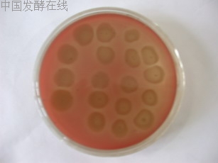 �鿴���ྫ��ͼƬ