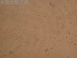 �鿴���ྫ��ͼƬ